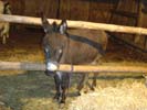 Esel an der Krippe