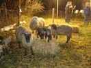 Schafe an der Krippe