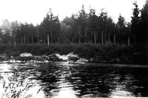 Kühe der Kurz-Mühle in der Wertach, 1922
