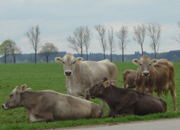 Braunvieh auf der Weide bei Frankenhofen